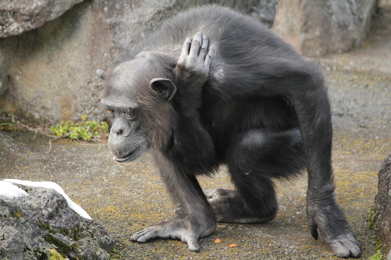 チンパンジーココちゃん②20140206