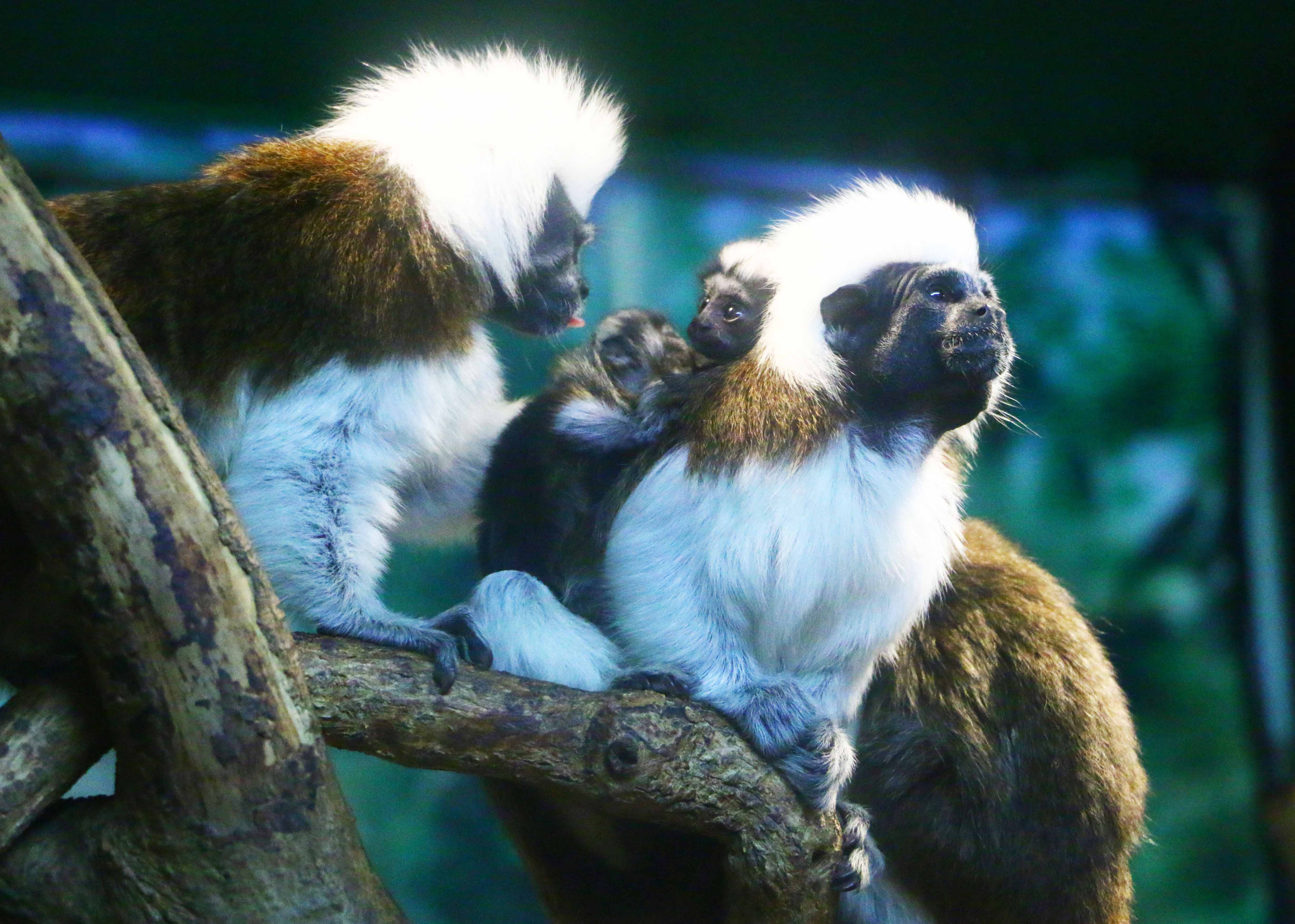 伊豆シャボテン公園 ワタボウシタマリン 赤ちゃん誕生 伊豆シャボテン動物公園グループ ご来園者の笑顔のために