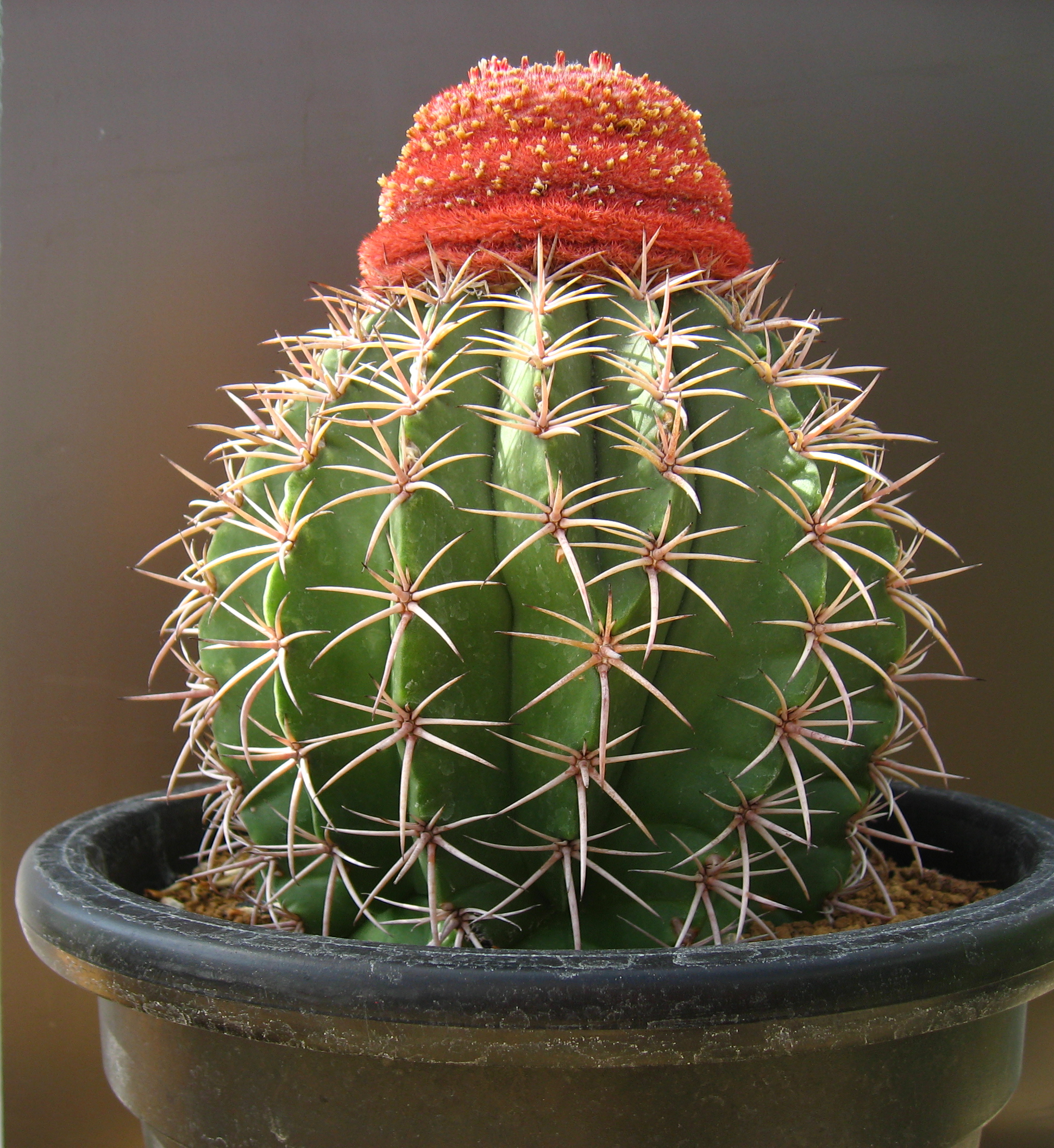 778be71409aa79f6d8c758edda544b