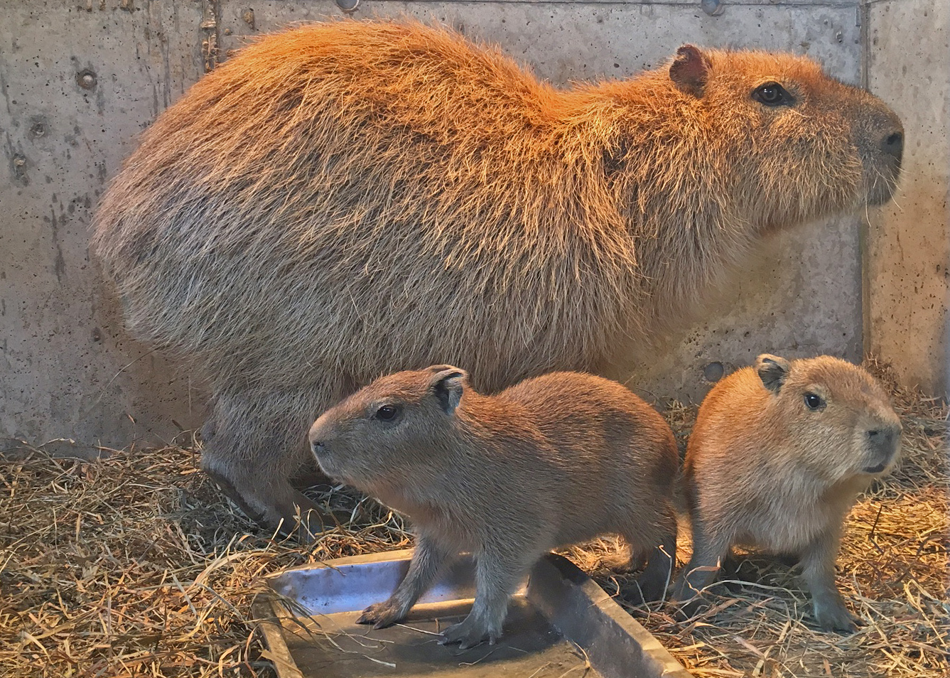 伊豆シャボテン動物公園 カピバラ虹の広場 カピバラの赤ちゃん2頭誕生 伊豆シャボテン動物公園グループ ご来園者の笑顔のために