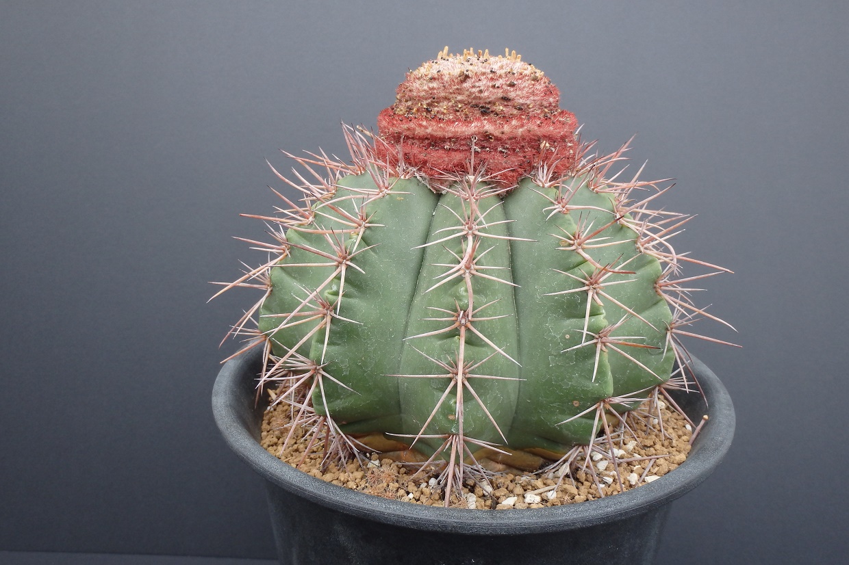 第4 回おもしろサボテン品評会｣開催のお知らせ ジグザグの木も、砂漠の