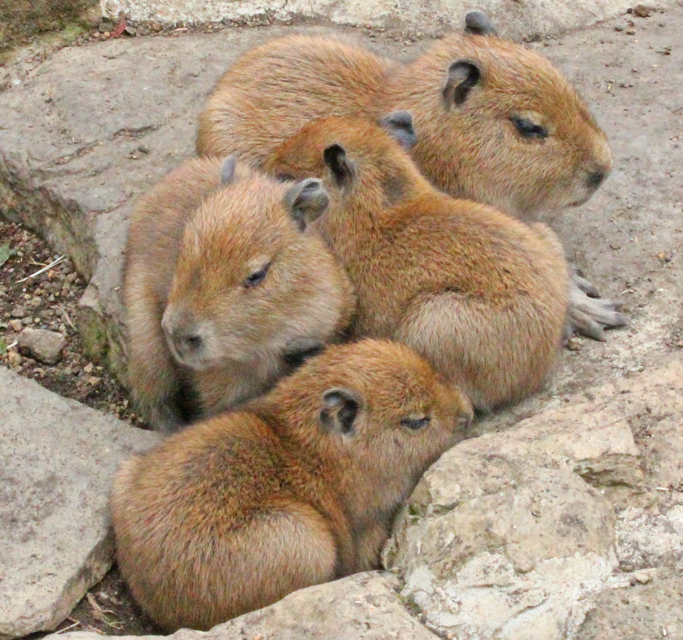 動物たちのベビーラッシュつづく カピバラ ミーアキャット マーラの赤ちゃん誕生 伊豆シャボテン動物公園グループ ご来園者の笑顔のために 動物たちのベビーラッシュつづく カピバラ ミーアキャット マーラの赤ちゃん誕生 伊豆シャボテン動物公園グループ ご来園者の笑顔のために
