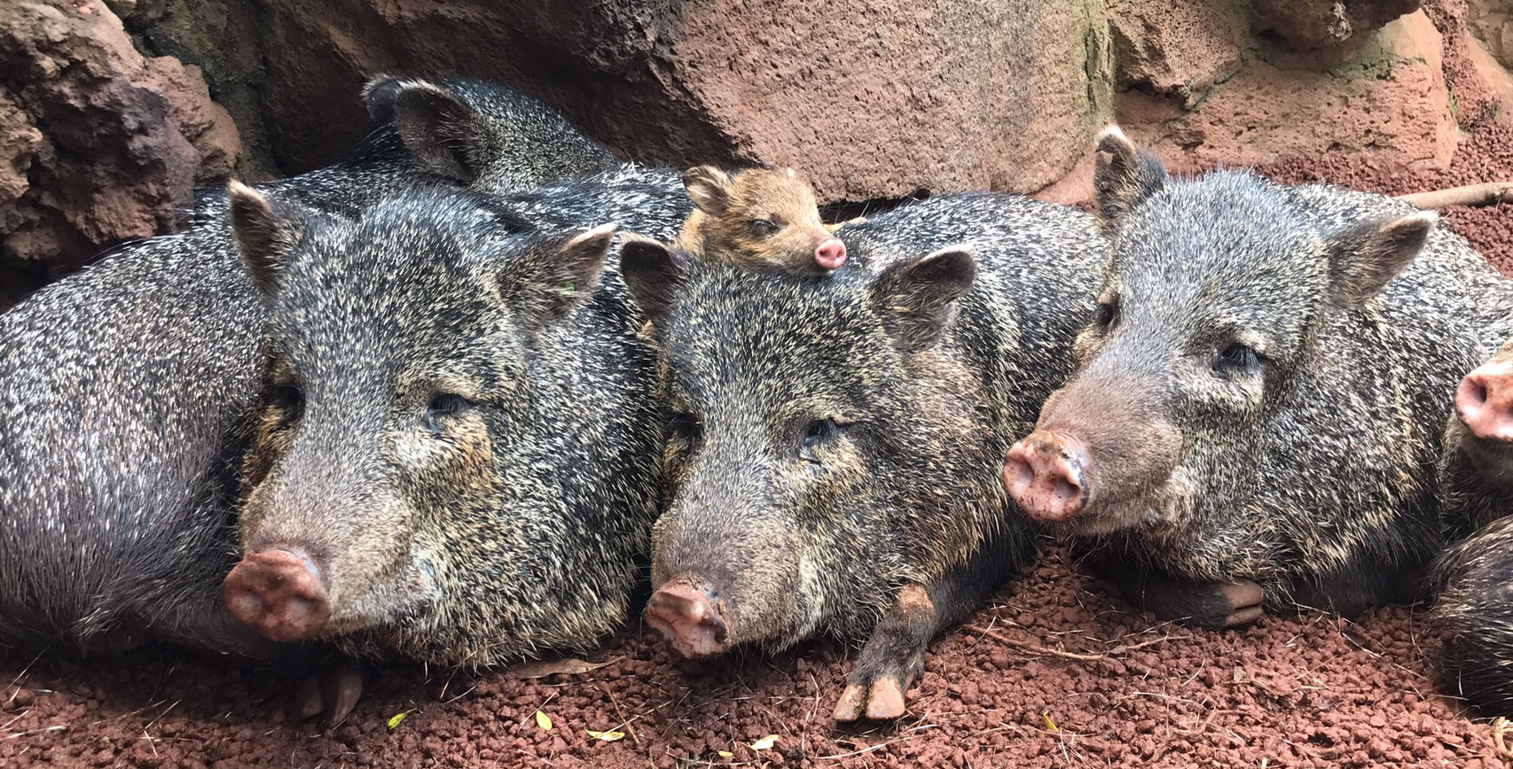 今年は亥年 クビワペッカリー の赤ちゃん誕生 伊豆シャボテン動物公園グループ ご来園者の笑顔のために