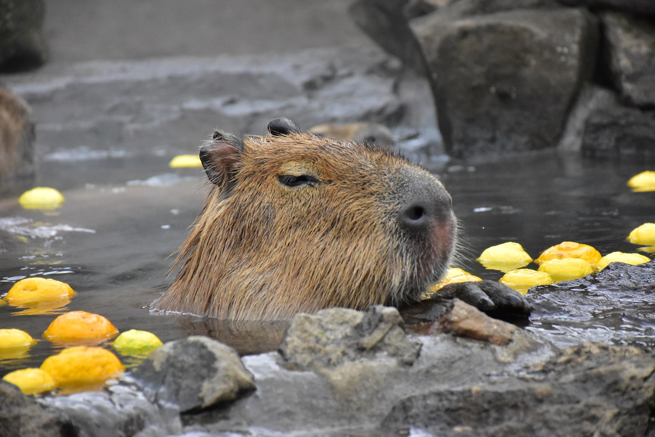 １２/２２（日）は冬至！期間限定 「カピバラのゆず湯」 を開催 | 伊豆シャボテン動物公園グループ | ご来園者の笑顔のために