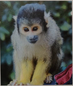 リスザル達が行方不明です 伊豆高原のふれあい動物園 伊豆シャボテン動物公園 伊豆シャボテン動物公園グループ