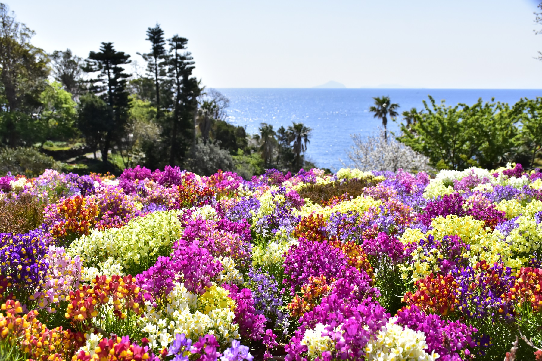 華やかな フラワーシーズン が到来 リナリア ムルチコーレ マーガレット 春の花々がガーデンを彩る 伊豆シャボテン動物公園グループ ご来園者の笑顔のために