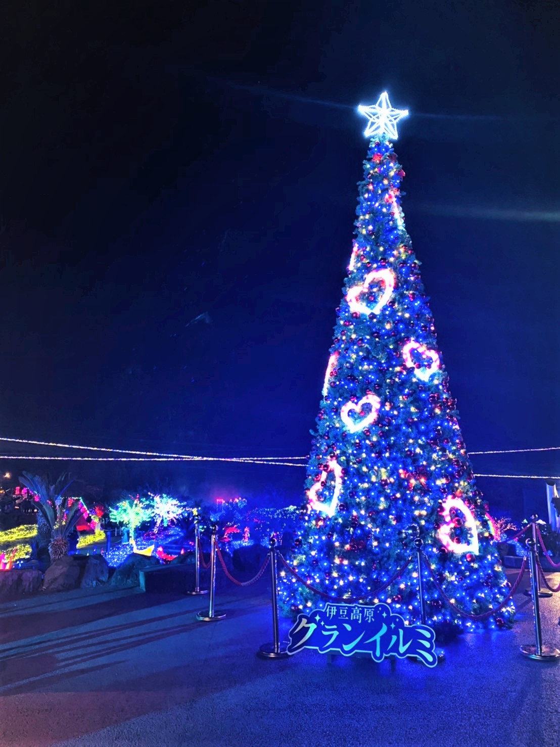 クリスマスシーズン到来！ 巨大クリスマスツリー点灯 | 伊豆シャボテン