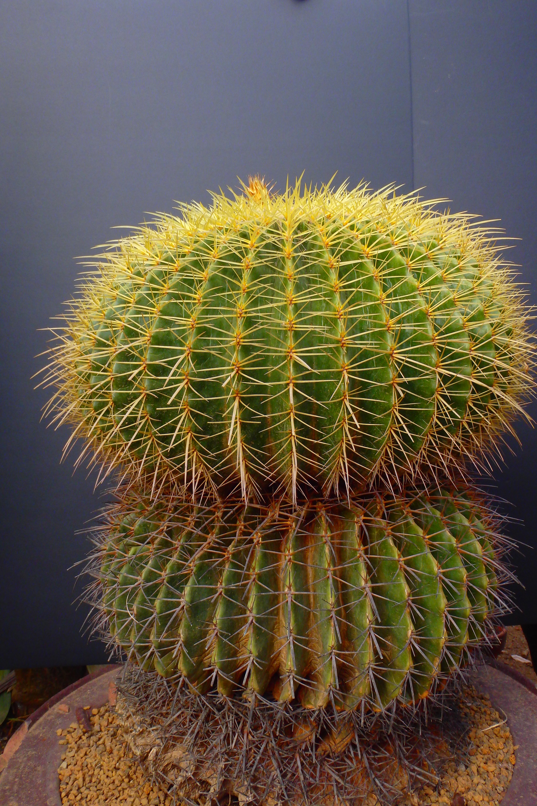 第8回おもしろサボテン品評会』開催！ | 伊豆シャボテン動物公園