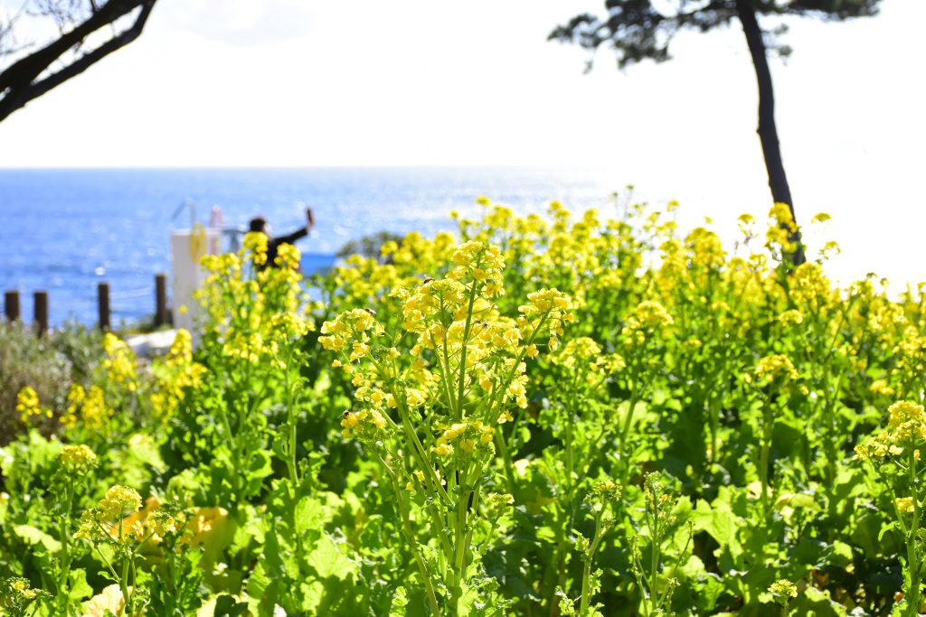 フラワーガーデンに一足早い春の訪れ♪ 「菜の花」と「キダチアロエ