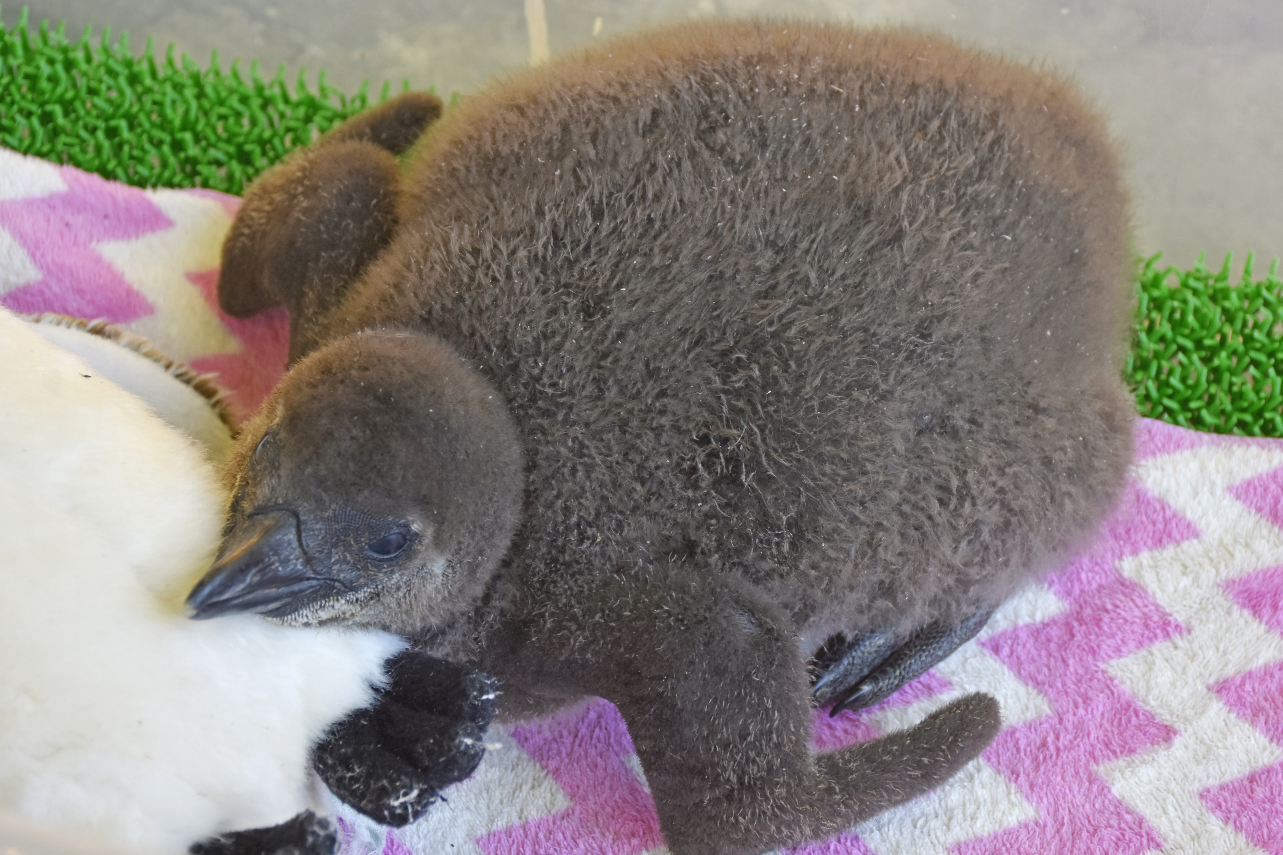 ペンギンちゃん ケープペンギンの赤ちゃんが誕生 ～ 人工育雛ですくすく成長中