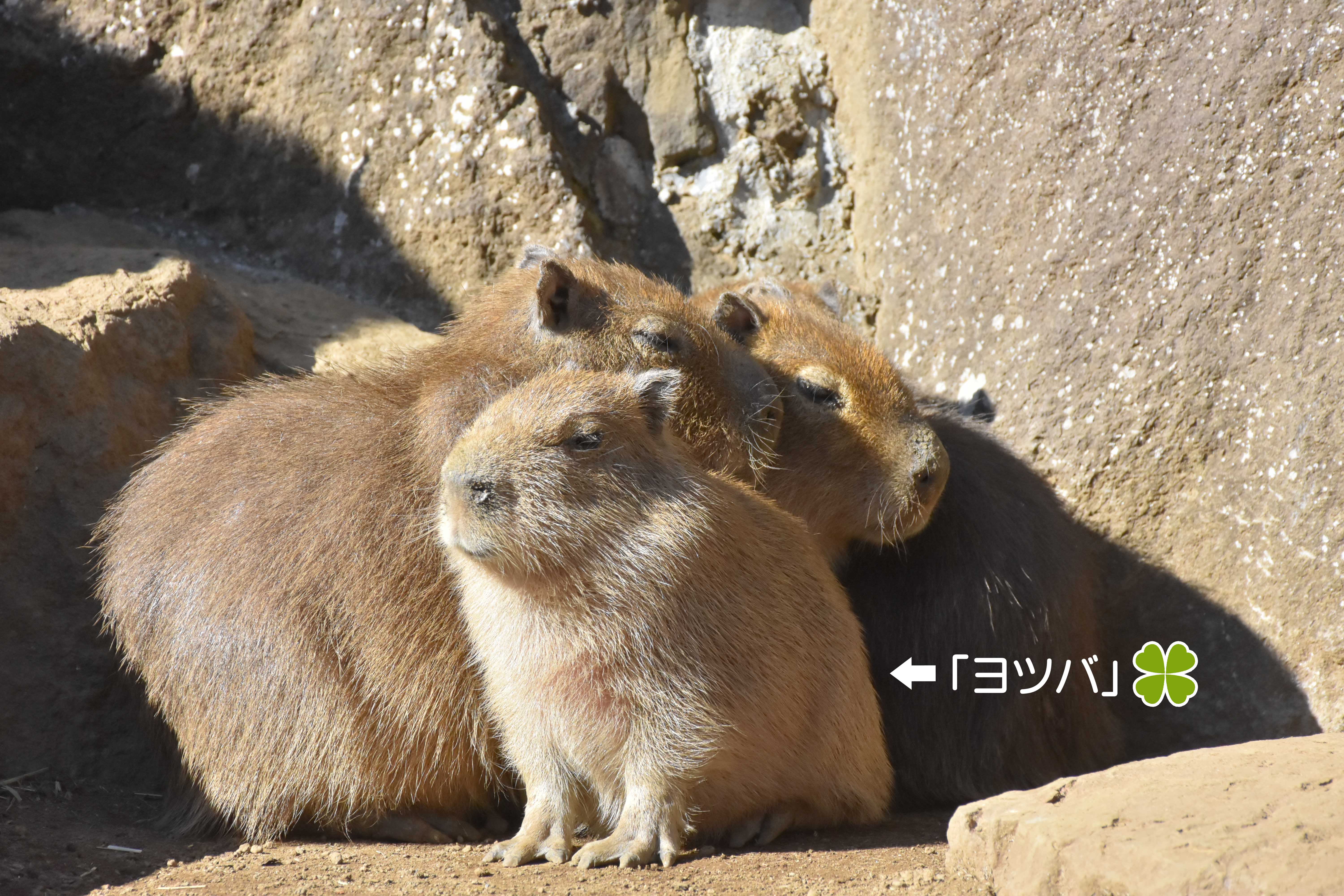 生中継でカピバラの赤ちゃんの名前が決定 伊豆シャボテン動物公園グループ ご来園者の笑顔のために 生中継でカピバラの赤ちゃんの名前が決定 伊豆シャボテン動物公園グループ ご来園者の笑顔のために