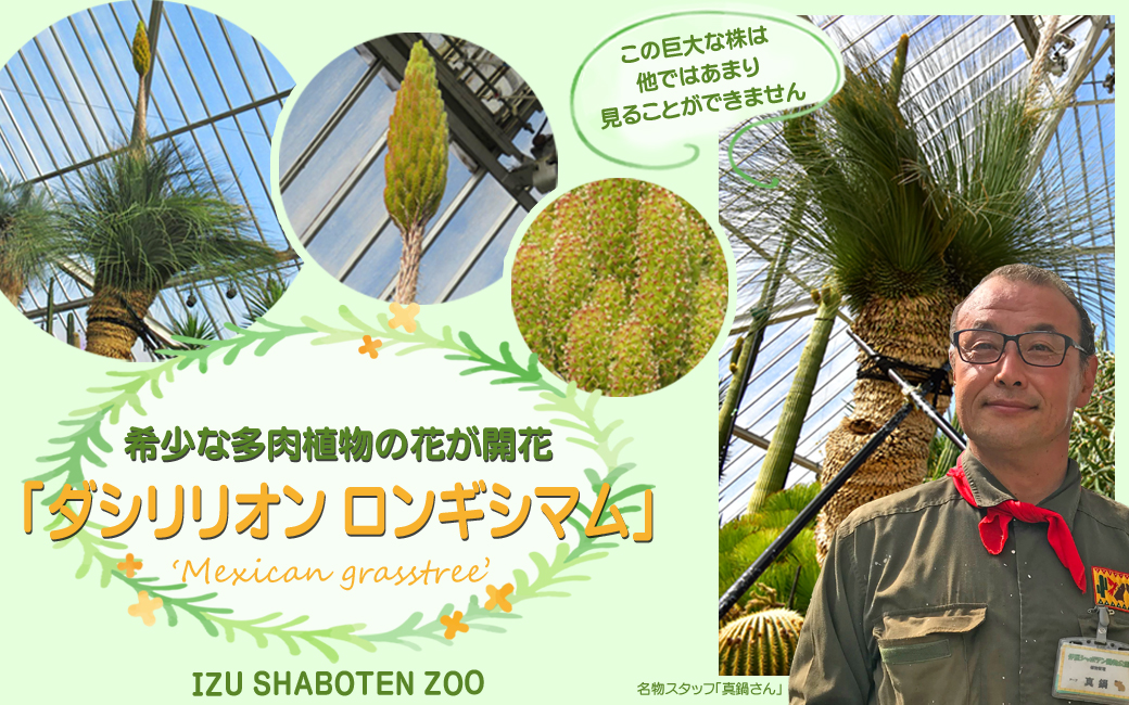 巨大株！？珍花！？希少な多肉植物の花が開花「ダシリリオンロンギ