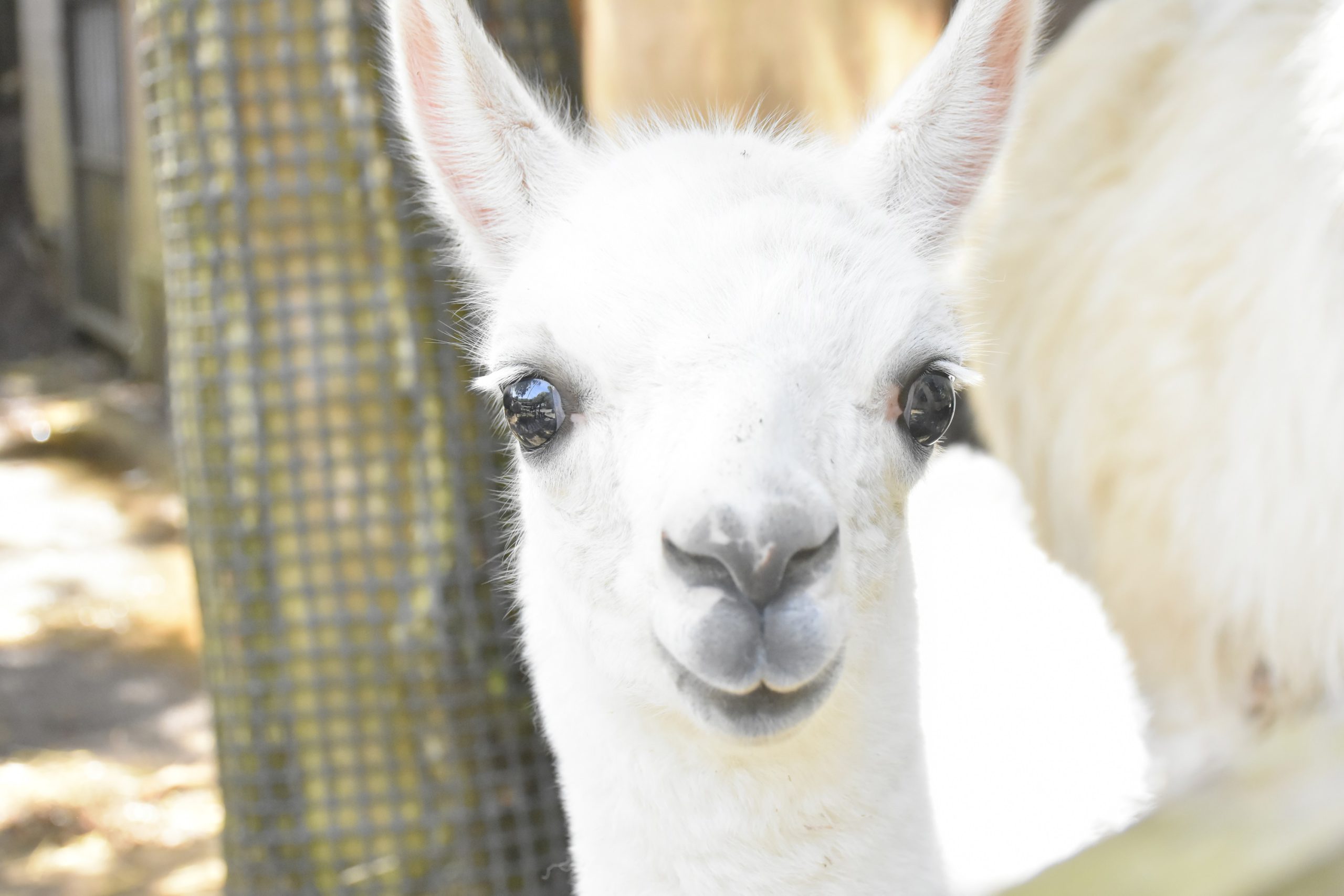 白くてふわっふわ 大きな瞳がチャームポイントの ラマの赤ちゃんが誕生 伊豆シャボテン動物公園グループ ご来園者の笑顔のために