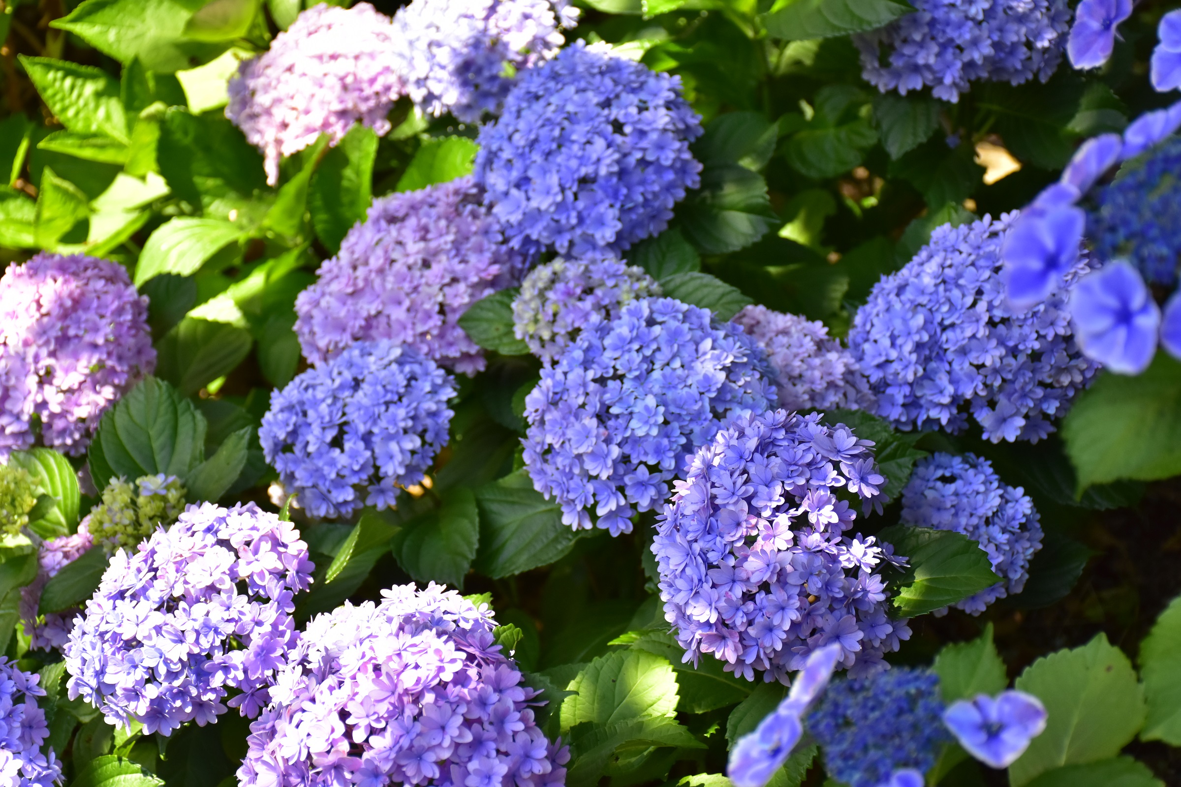 あじさい苑」2022年5月28日（土）OPEN！＊＊＊200種以上の多彩な品種と