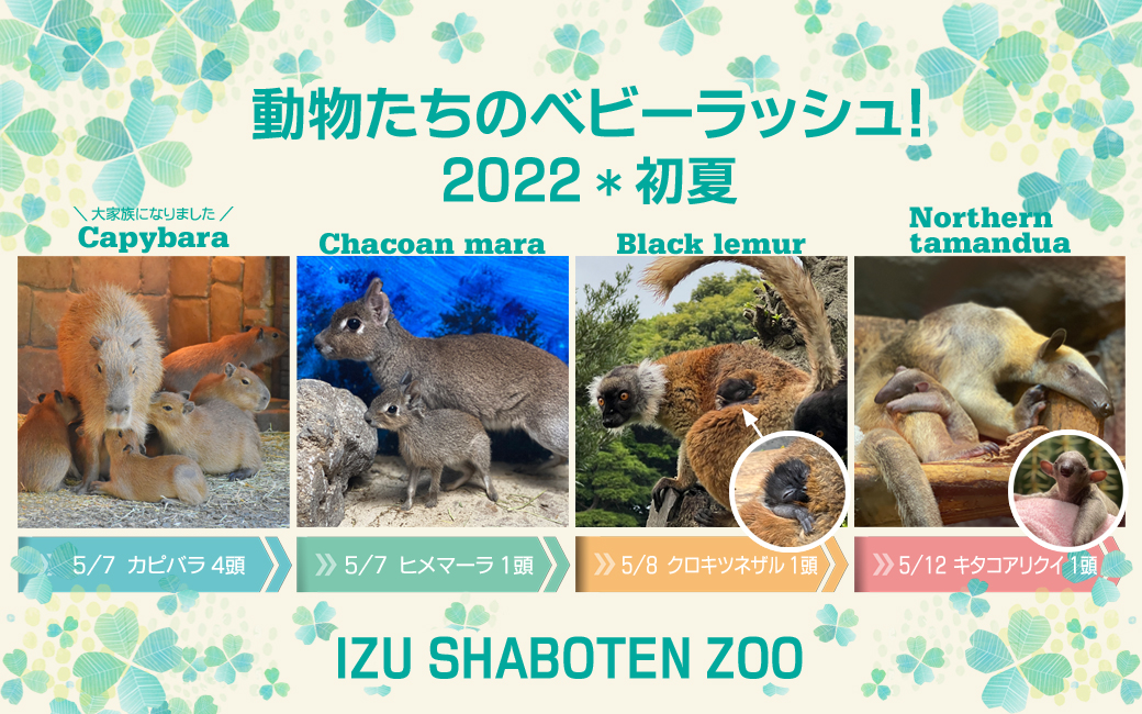 動物たちのベビーラッシュ2022初夏 ～ キタコアリクイ、クロキツネザル