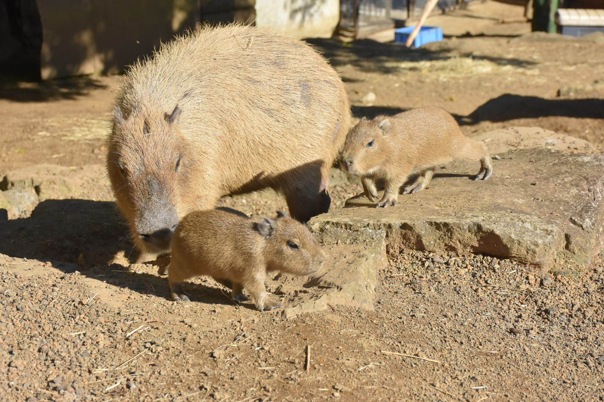 カピバラ＆アカテタマリンの赤ちゃん誕生 ～寒さに負けず、園内