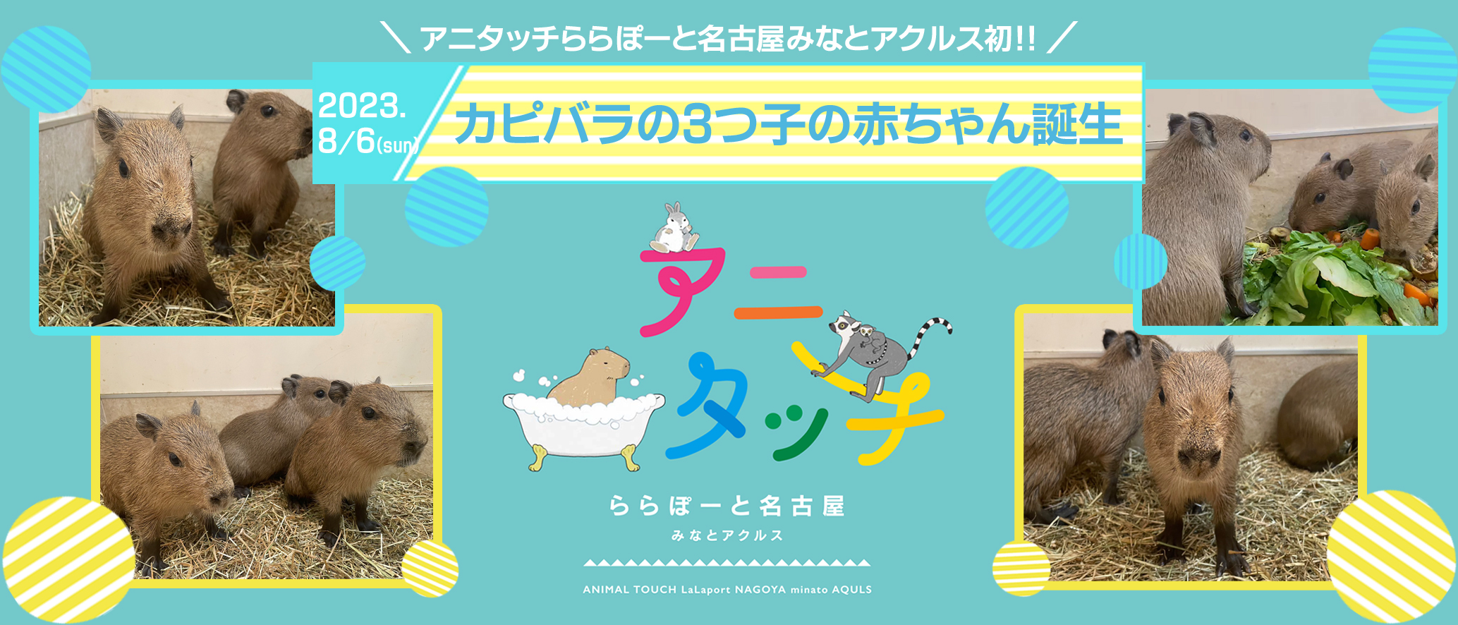 オープニング 大放出セール アニタッチららぽーと名古屋みなとアクルス」初！！カピバラの 絵本・児童書