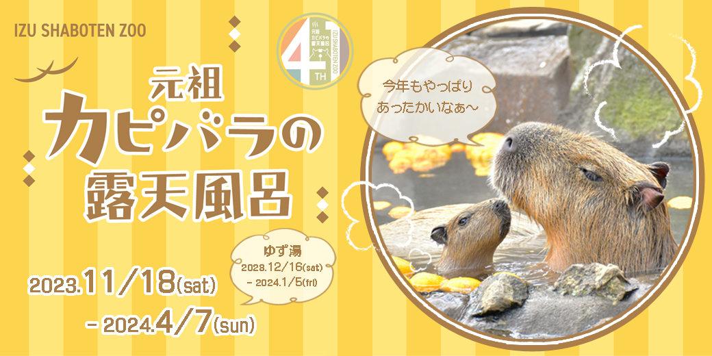 伊豆の冬の風物詩”「元祖カピバラの露天風呂」 2023年11/18（土