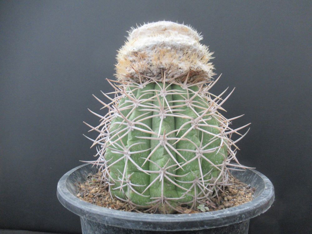 お気に入りのサボテンに投票しよう！「第10回おもしろサボテン品評会