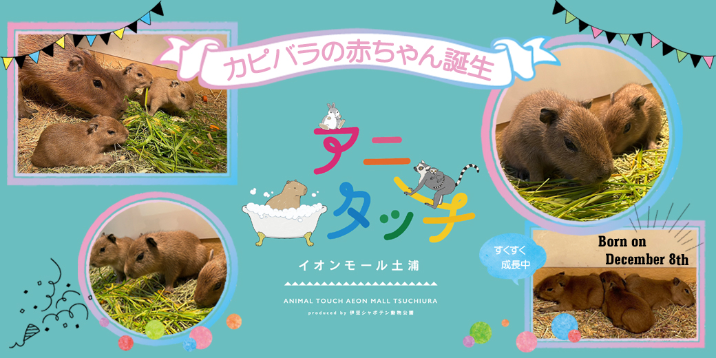 Capybara Zen | My Nintendo Store（マイニンテンドーストア）
