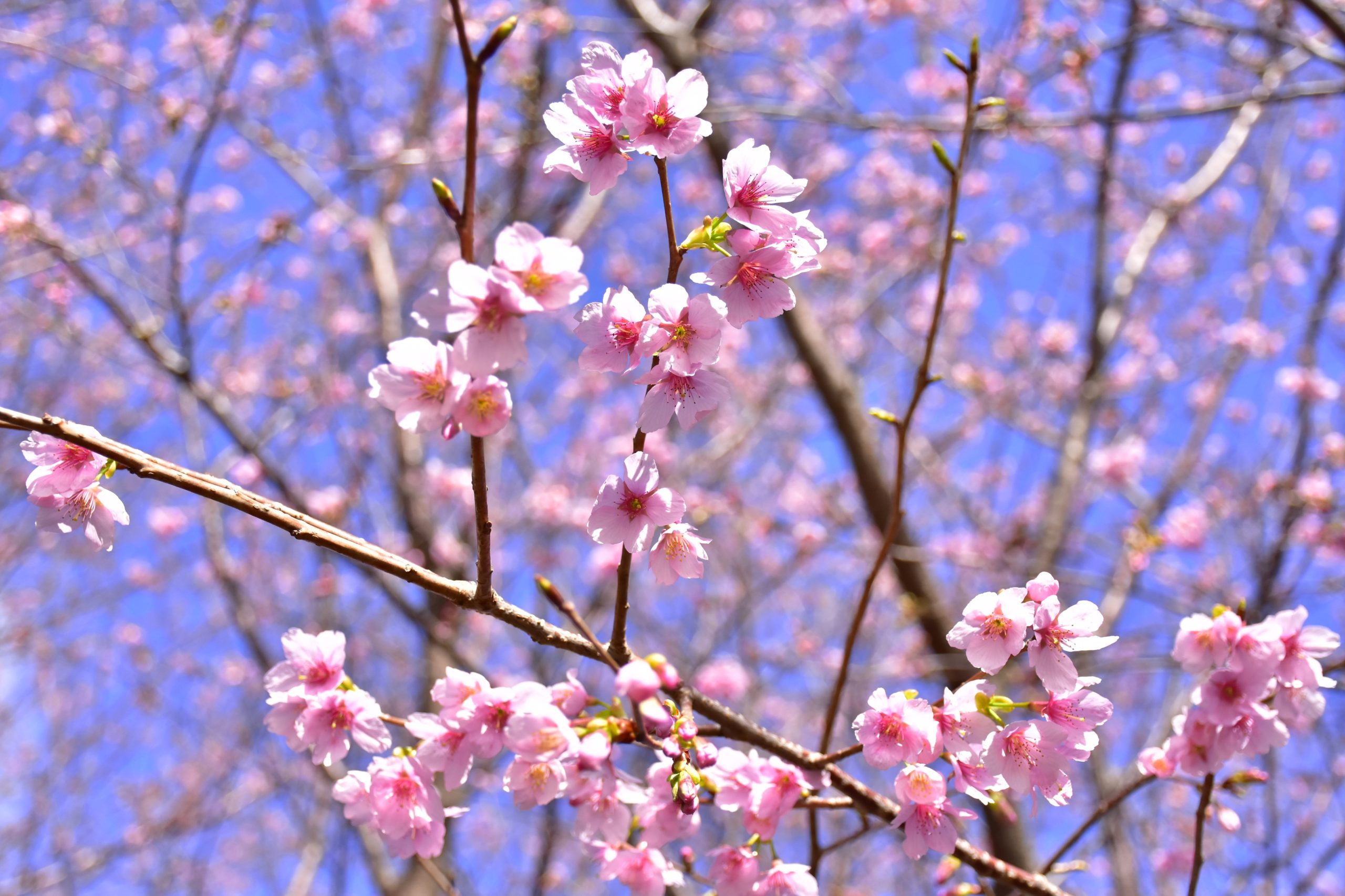 地元が愛する「城ケ崎桜」が開花！ 現在、二分～三分咲き | 伊豆