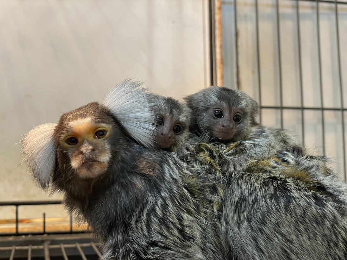 アニタッチ ららぽーと名古屋みなとアクルス」コモンマーモセットの