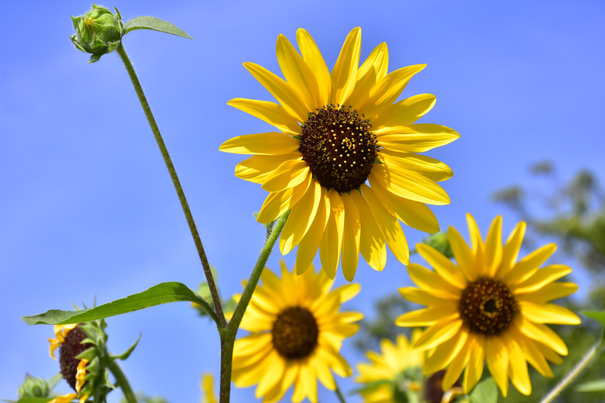 1株に100輪も!? 1,000輪も!? 人気のヒマワリ「サンフィニティ