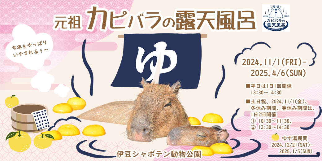 伊豆の冬の風物詩”『元祖カピバラの露天風呂』スタート 2024.11/1(金