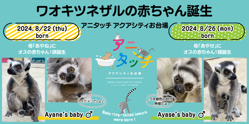アニタッチ アクアシティお台場」でワオキツネザルの赤ちゃんが2頭誕生