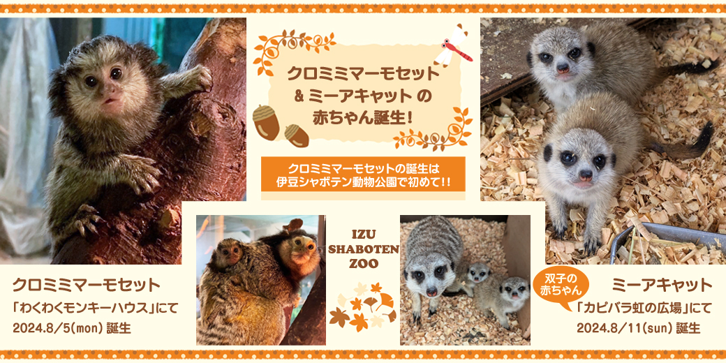 もにまるず マミィ monimoni Animals Mammy レア カプセル monimoni ANIMALS もにまるず® | Qualia