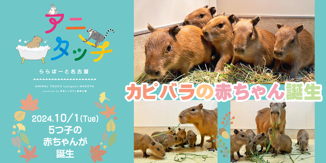 アニタッチ ららぽーと名古屋みなとアクルスでカピバラの5つ子の