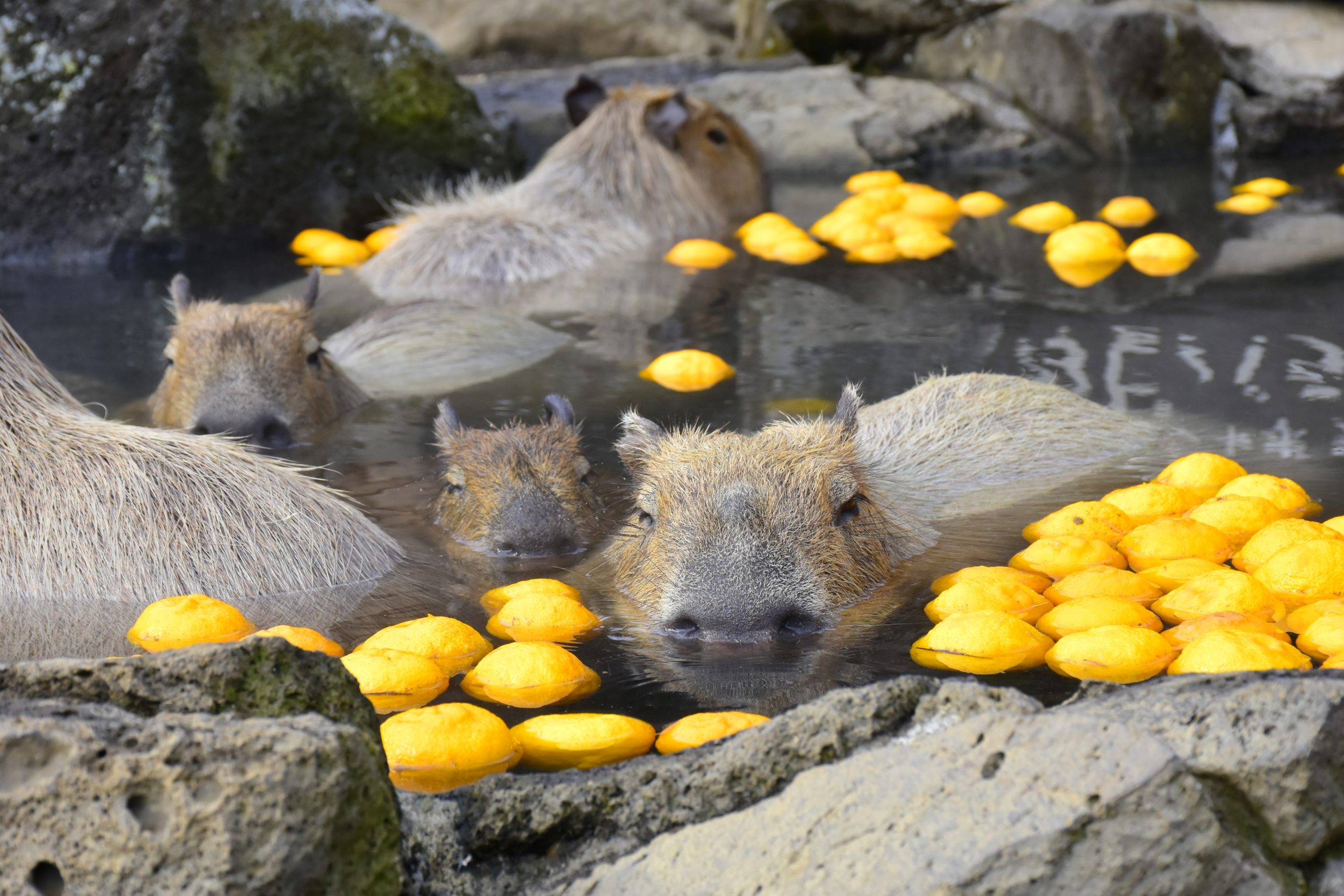 12/21(土)は冬至！ カピバラもゆず湯でぽっかぽか🍊 恒例の「カピバラ