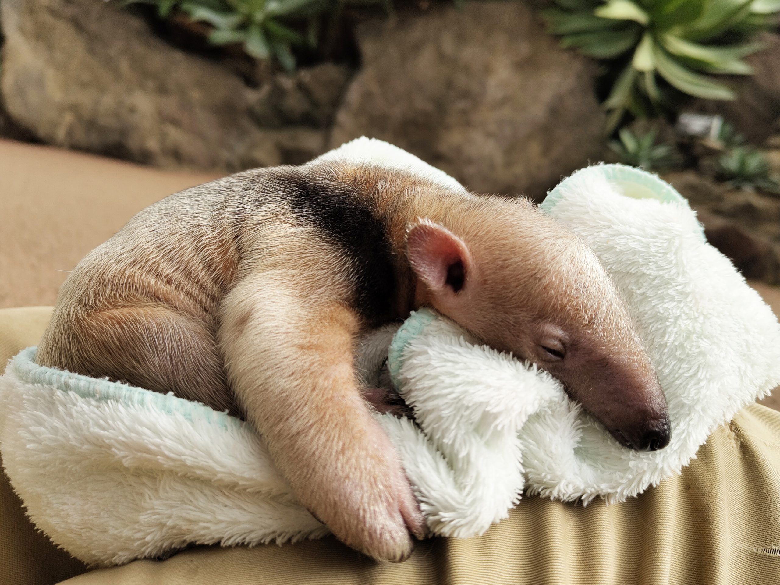 ミナミコアリクイに六男が誕生！ | 伊豆シャボテン動物公園グループ
