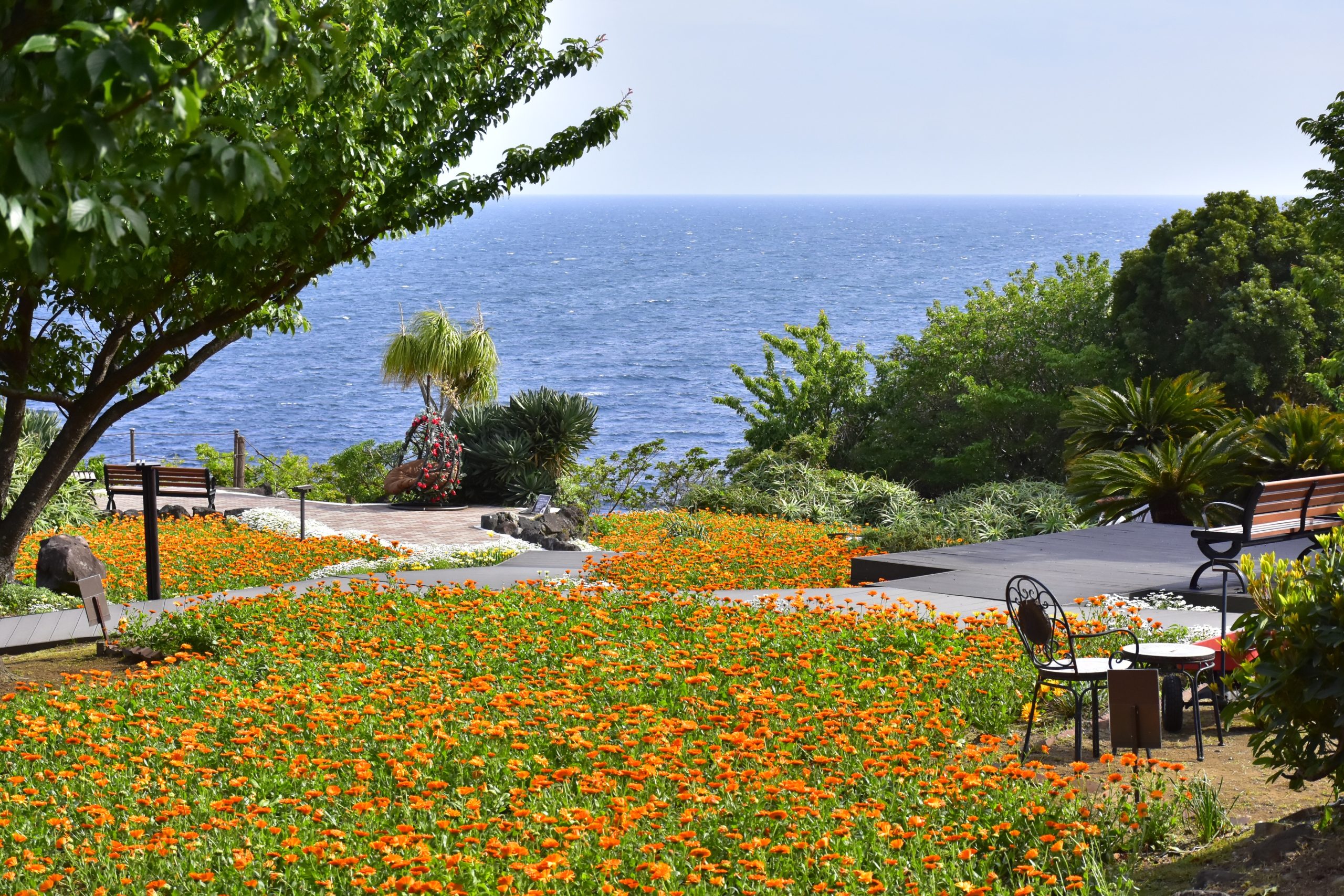 フラワーガーデンを彩るオレンジの花「カレンデュラ」が見頃に