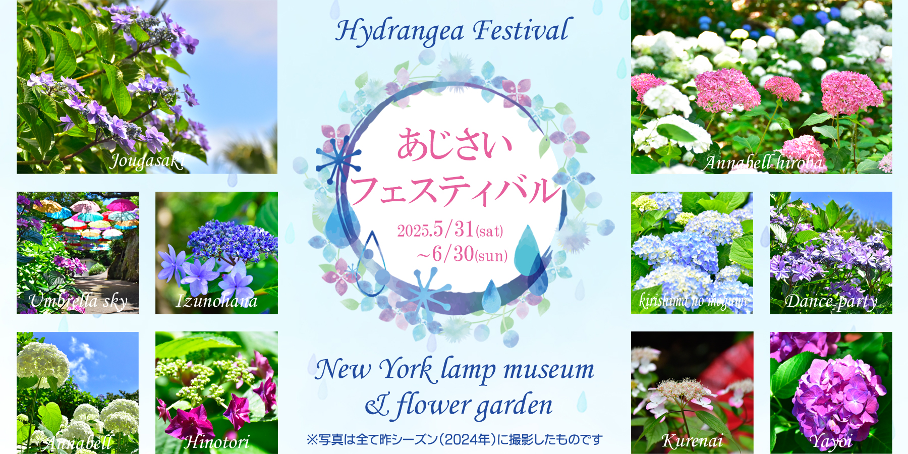 あじさい様おまとめ2点 楽天市場】【花終わり】アジサイ（紫陽花、あじさい）女神降臨