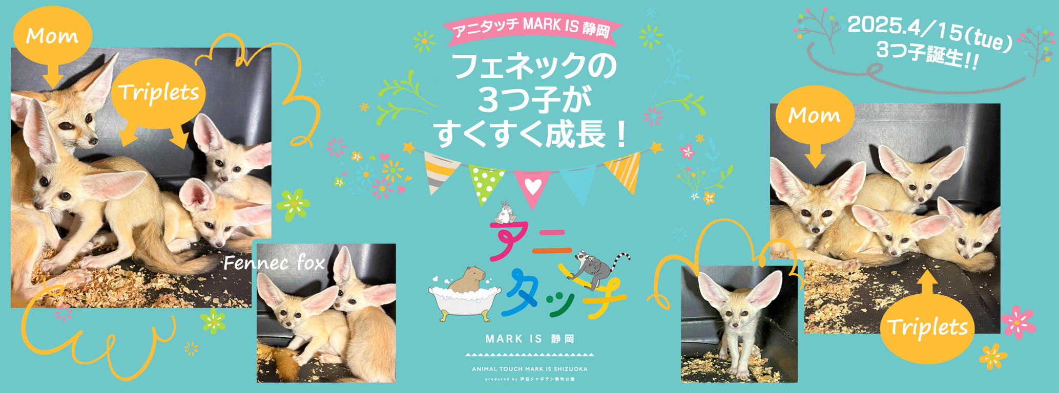 屋内型ふれあい動物園「アニタッチ MARK IS 静岡」 3つ子の
