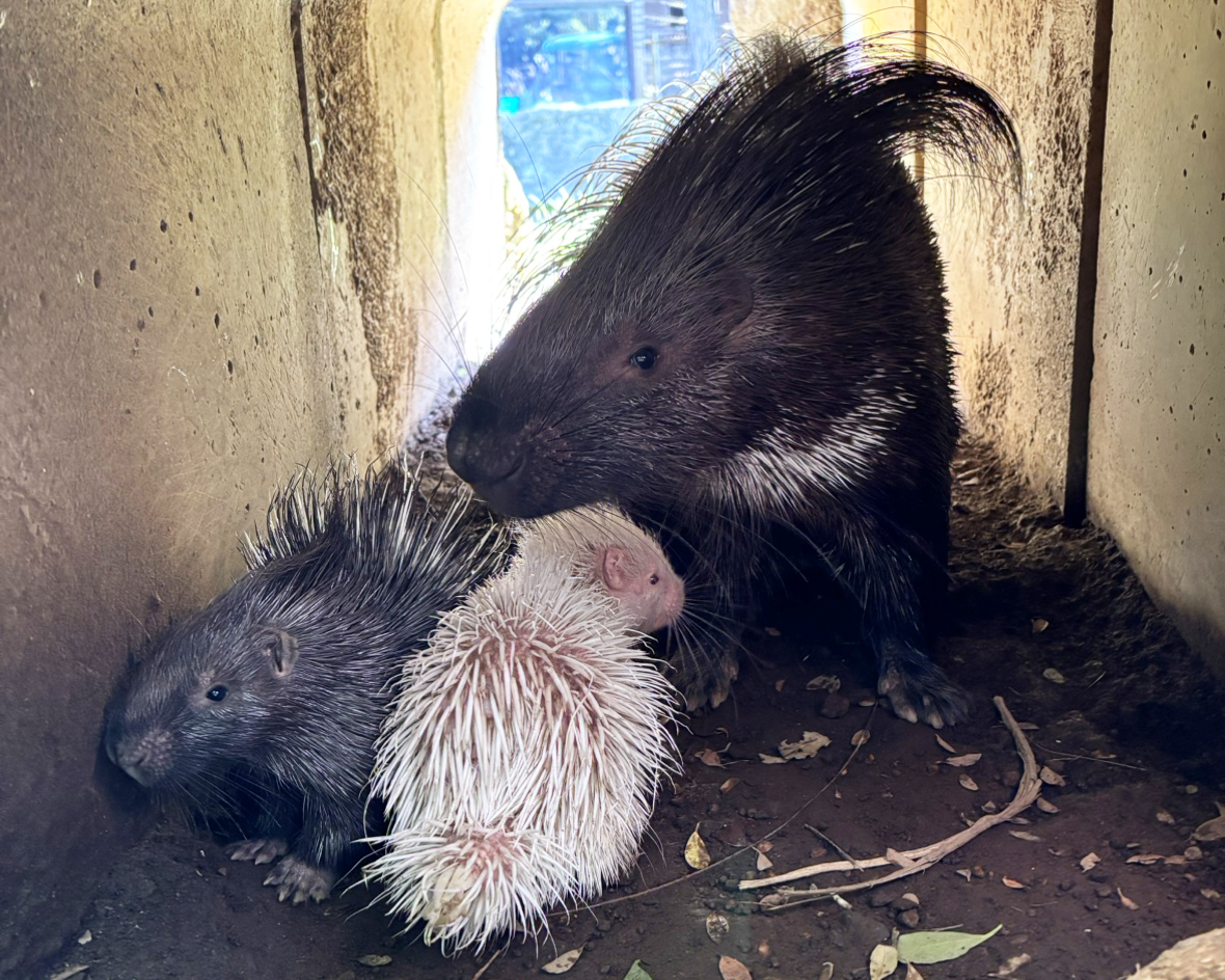 白と黒、兄弟で体色が違う「インドタテガミヤマアラシ」の赤ちゃんが