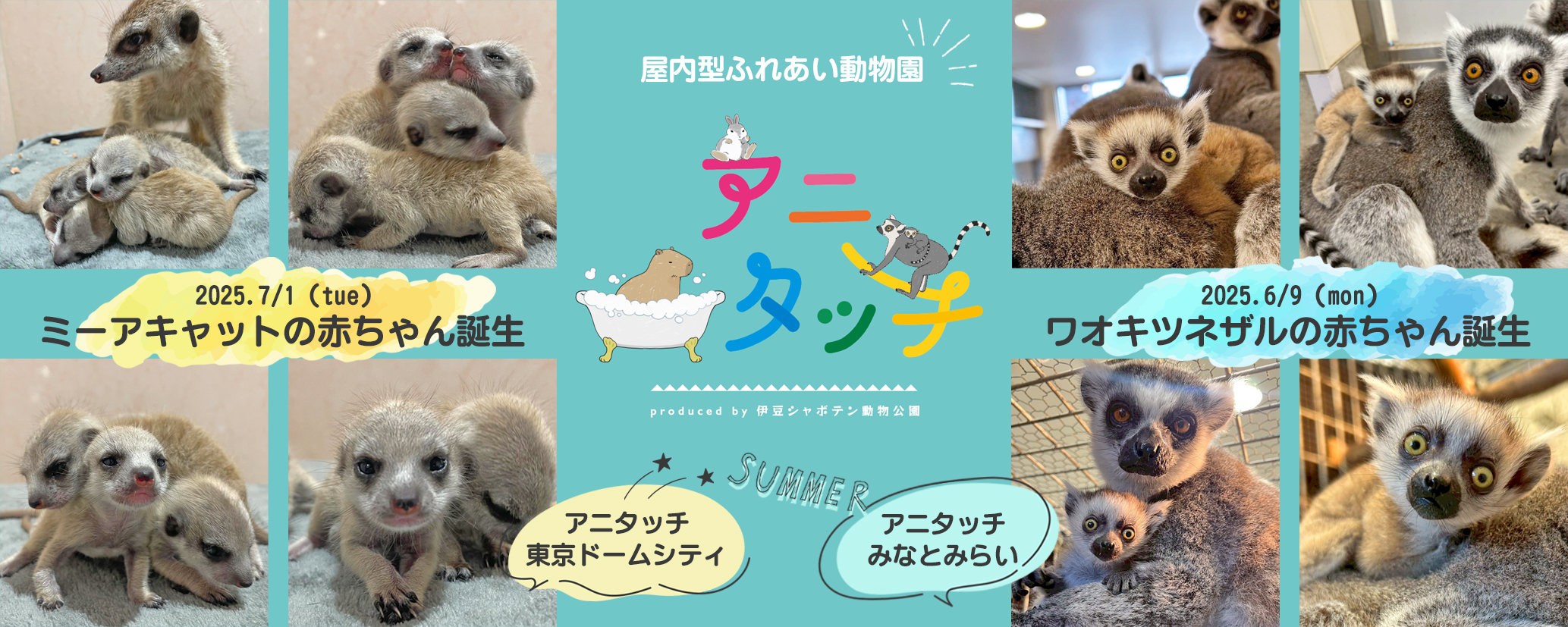 アニタッチでミーアキャットの赤ちゃん＆ワオキツネザルの赤ちゃん誕生