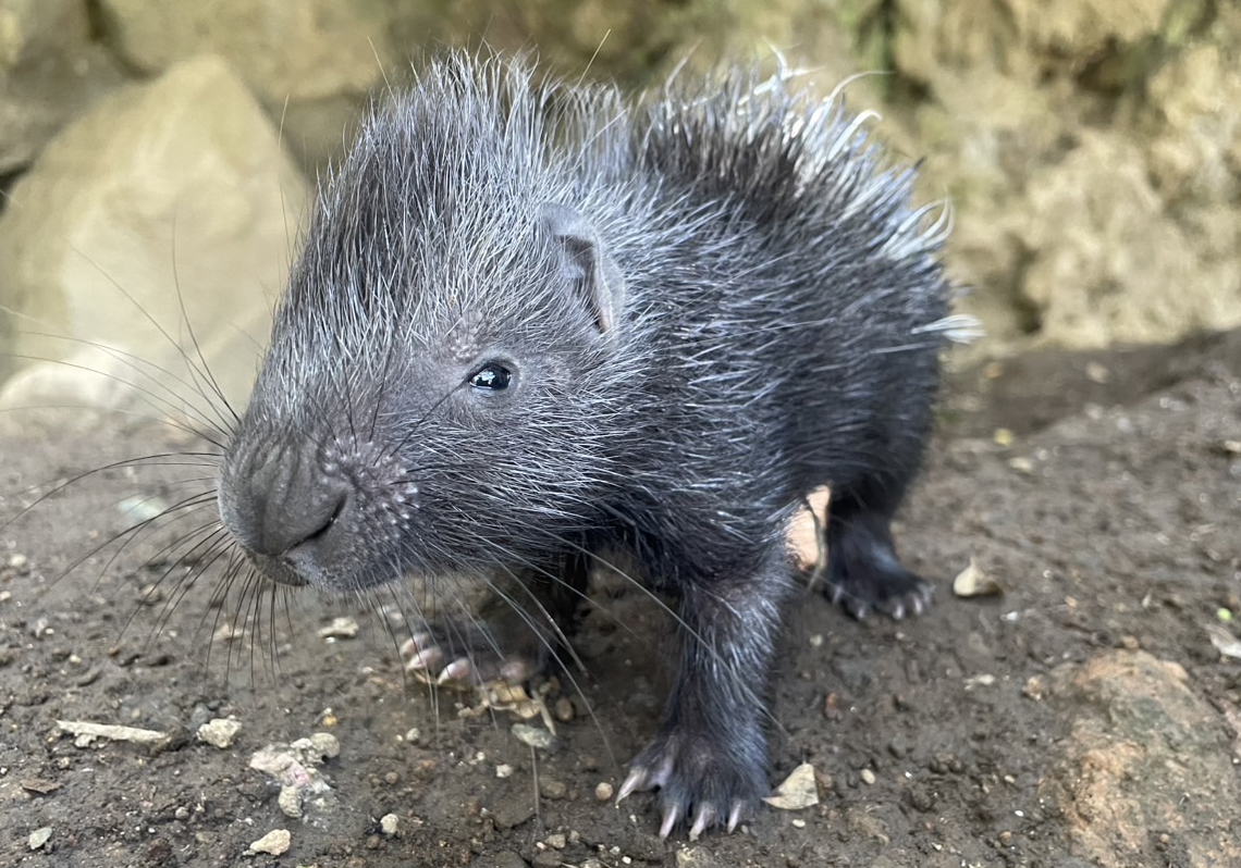 インドタテガミヤマアラシの赤ちゃんが誕生 | 伊豆シャボテン動物公園