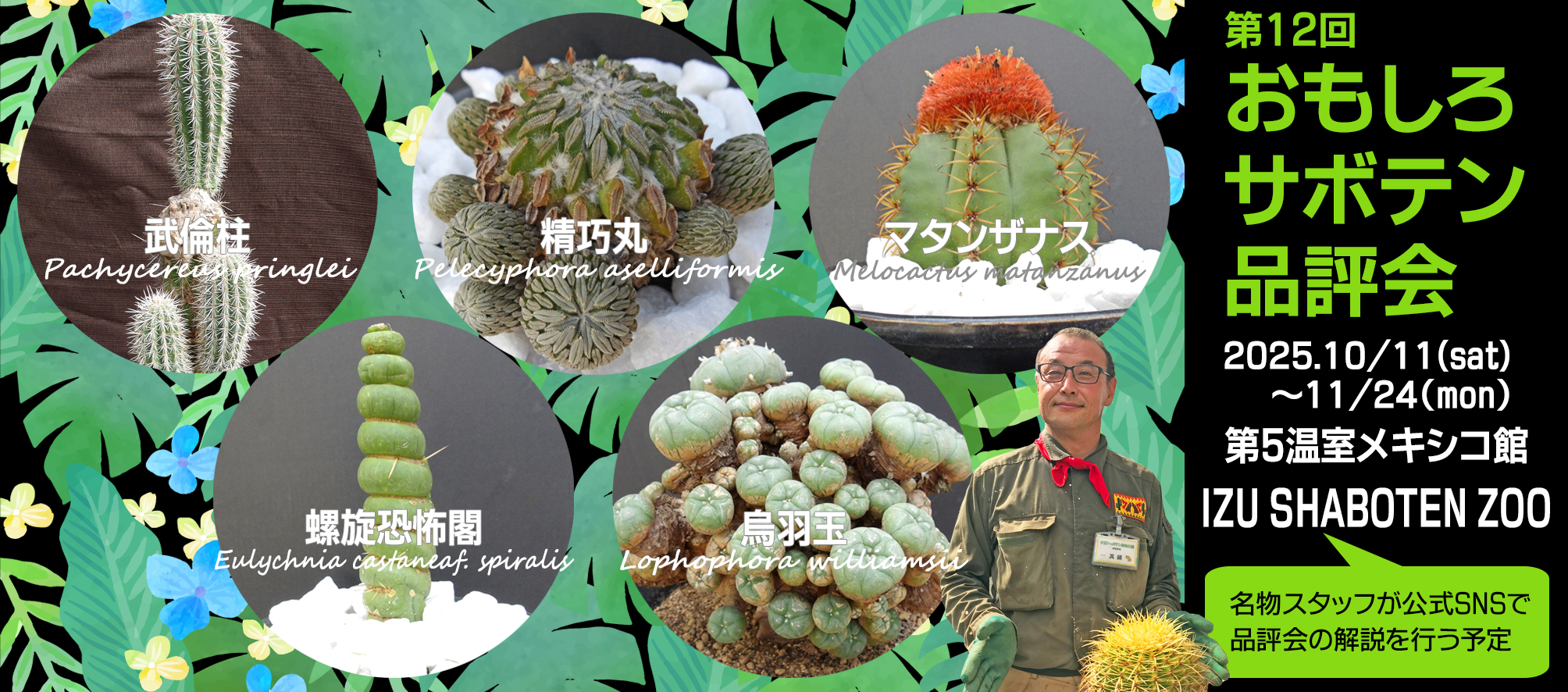 サボテン　水上鳥羽玉　J82 西沢ふわふわ 鳥羽玉 A1069☆ロフォフォラ サボテン☆「送料無料」浦部