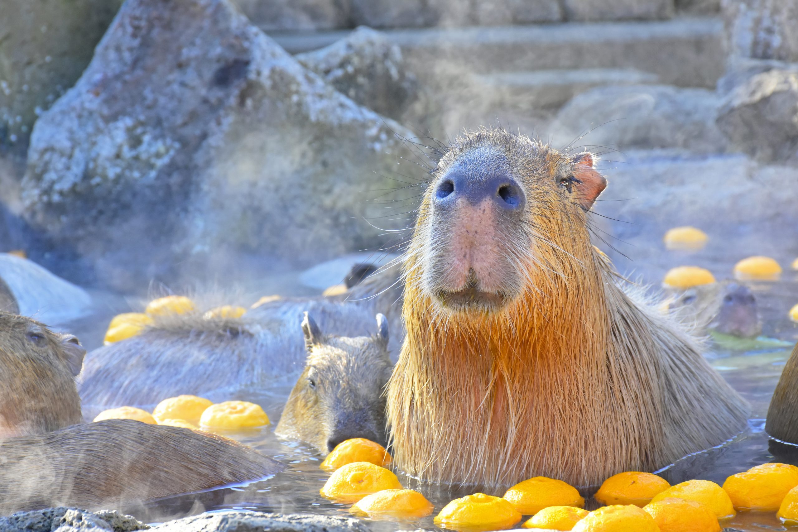 テレビ放映のお知らせ】 2025年11月22日（土） AM 6：00～8：30 フジ