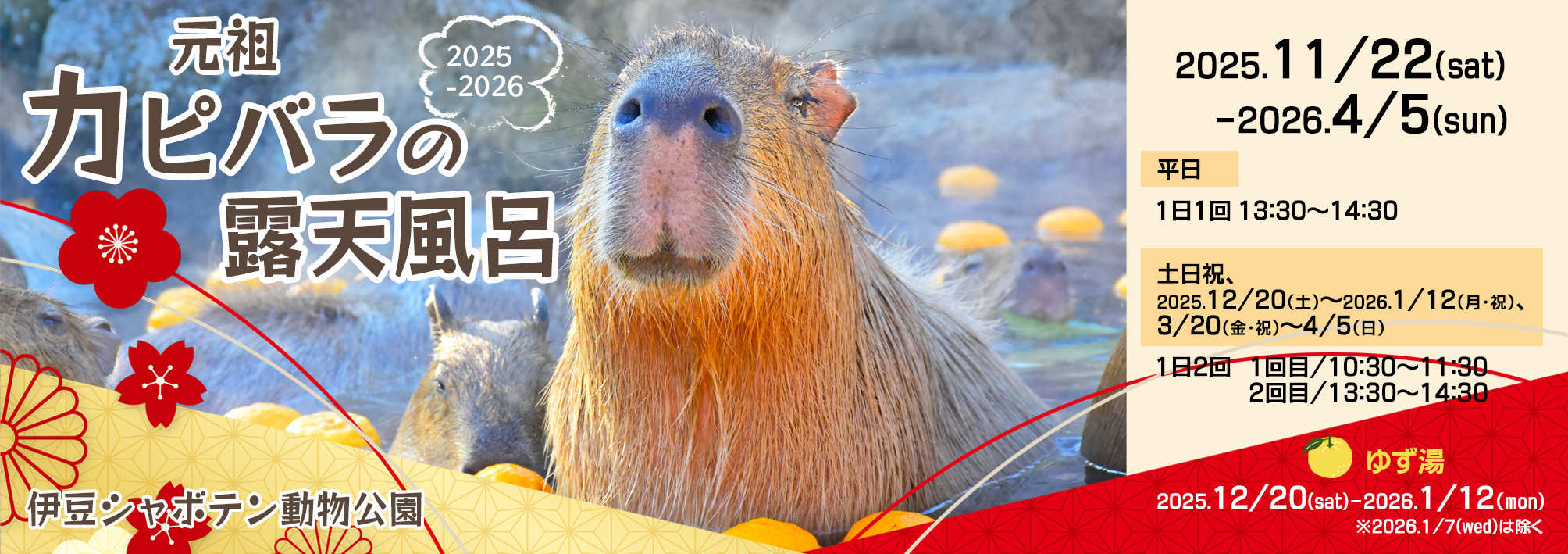 伊豆の冬の風物詩” 「元祖カピバラの露天風呂」イベント | 伊豆