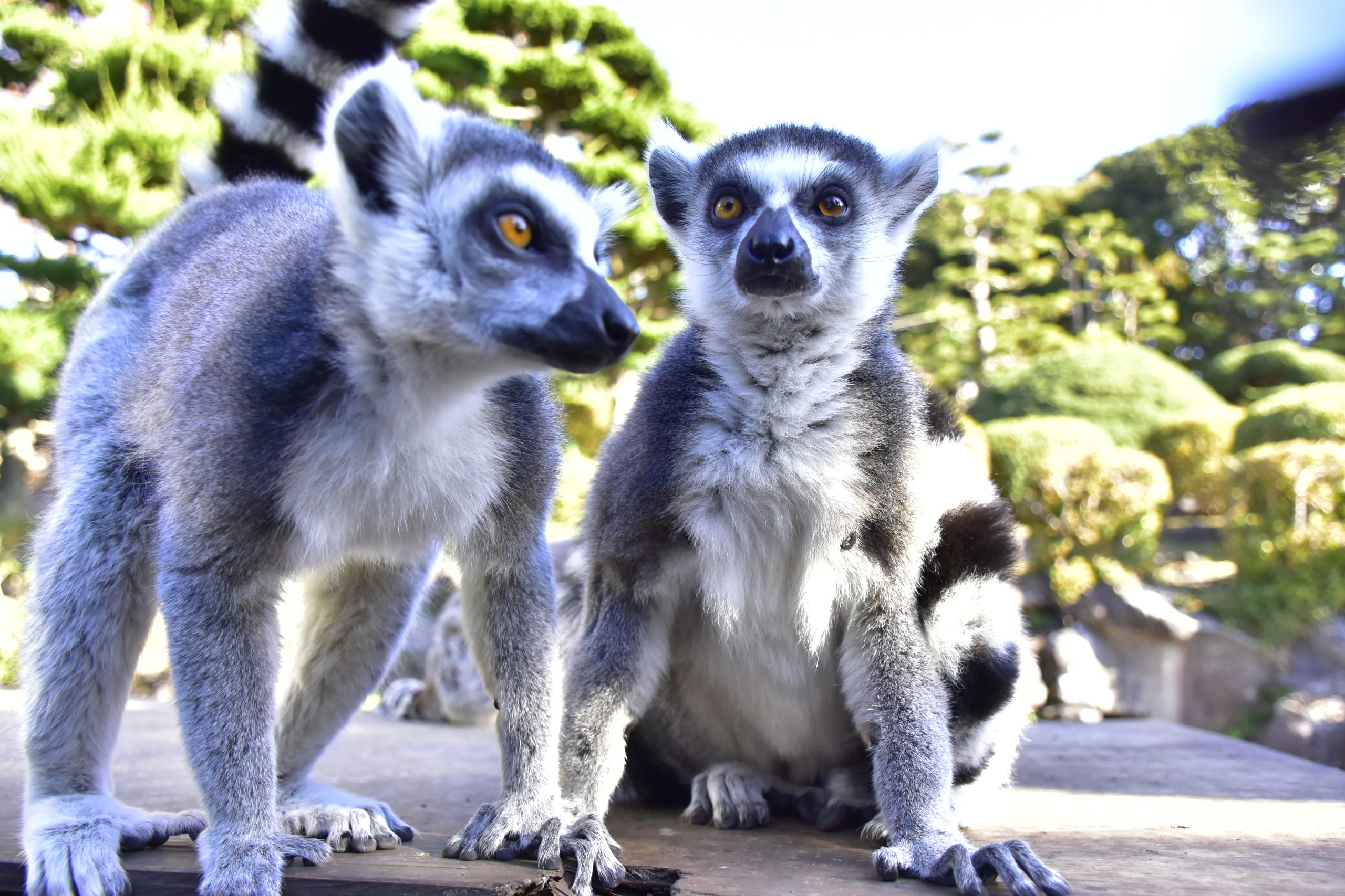 テレビ放映のお知らせ】2025年12月22日（月）5：25～8：14 フジテレビ