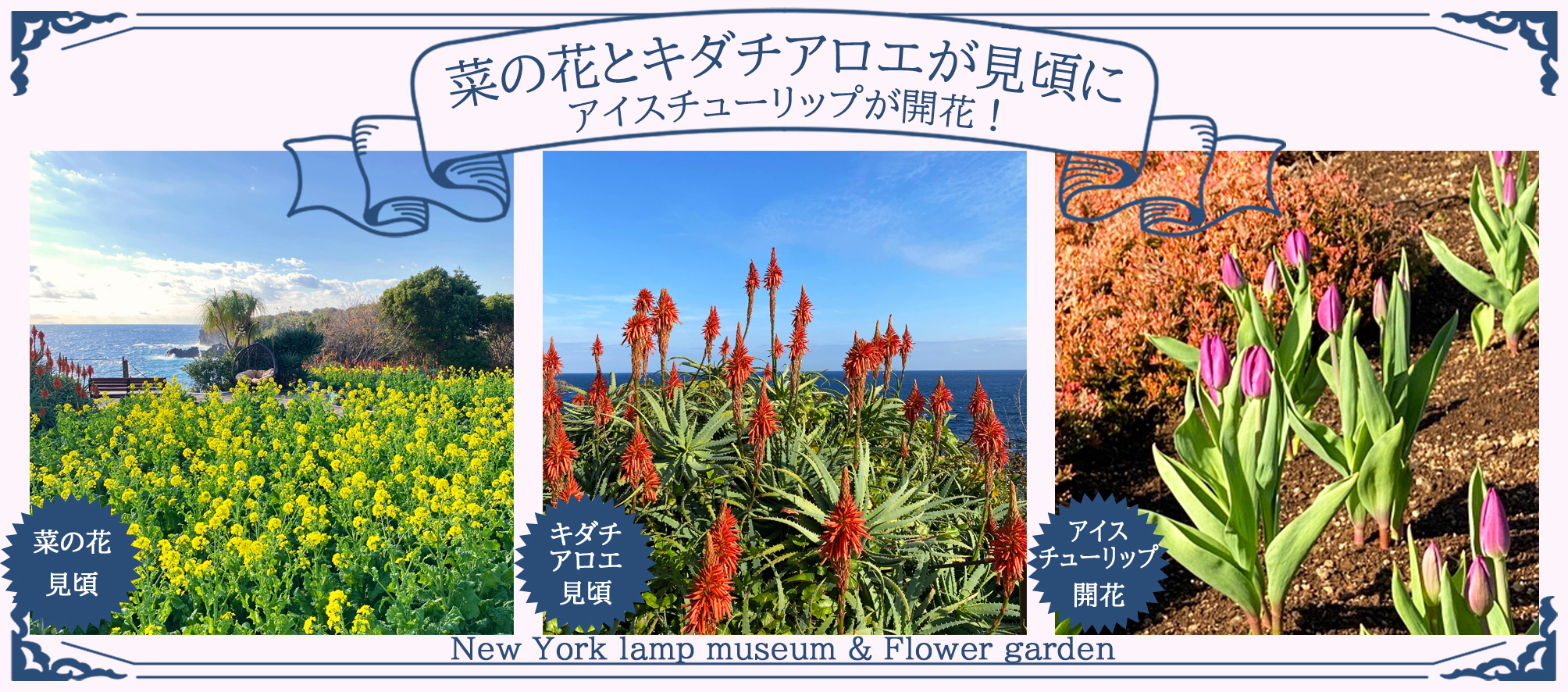 アイスチューリップ」が開花！ 「菜の花」と「キダチアロエ」が見頃に